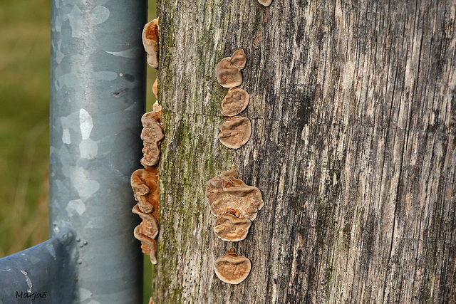 Paddestoelen op een hek