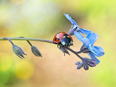 Ladybird on Forget-me-not