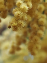 Macro mimosa