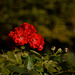 KR525837©IngoKrehl