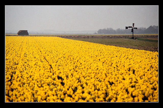 Noord-Holland 1981 (29)