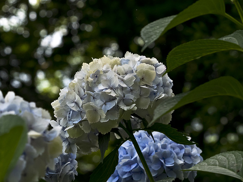 Hydrangeas from record