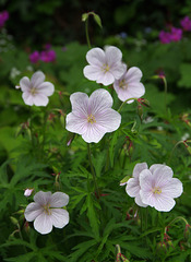 Cranesbill