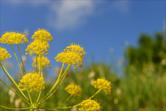 Ridolfia segetum (L.) Moris