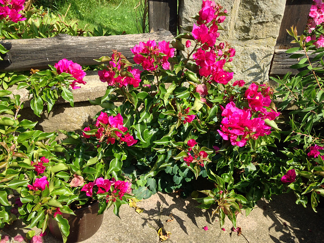 Bougainvillea