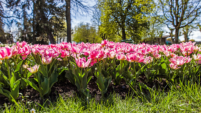 160414 Morges parc tulipes 4