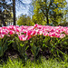 160414 Morges parc tulipes 4