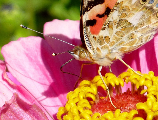 La Belle Dame, Vanessa cardui...