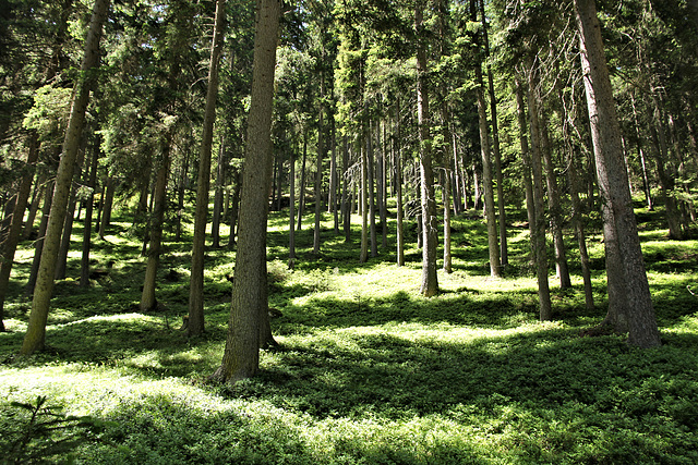 Heidelbeerwald - blueberry forrest - foret de myrtilles