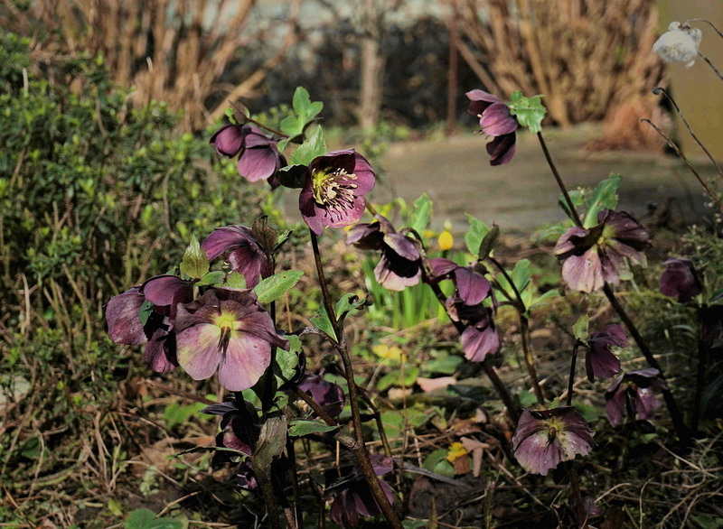 Nieswurz (Helleborus)