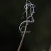 Foothill Bear Grass