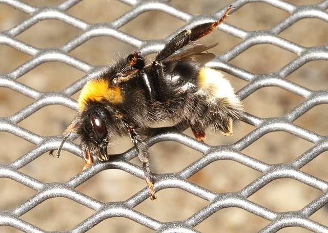 BumblebeeIMG 3392