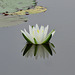 Water lily - Nymphaea