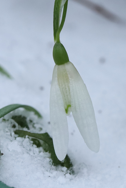 IMG 8004Snowdrop