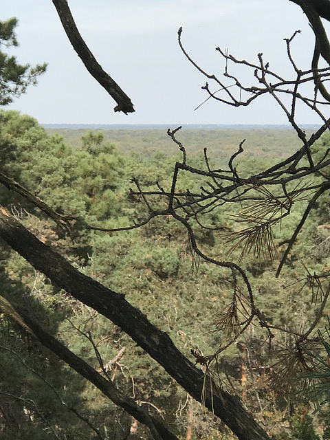 Sortie en forêt de Fontainebleau