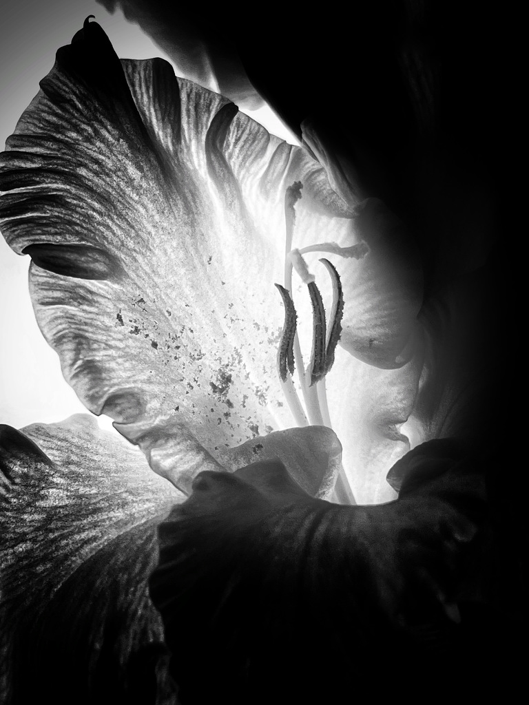 gladioli 1
