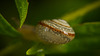 Das Schneckenhaus lag so drinnen im Gras :))  The snail shell was lying inside in the grass :))  La coquille d'escargot gisait à l'intérieur dans l'herbe :))