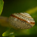 Das Schneckenhaus lag so drinnen im Gras :))  The snail shell was lying inside in the grass :))  La coquille d'escargot gisait à l'intérieur dans l'herbe :))