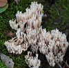 Verzweigte Becherkoralle - Artomyces pyxidatus - Crown-tipped coral fungus