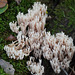 Verzweigte Becherkoralle - Artomyces pyxidatus - Crown-tipped coral fungus