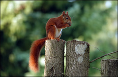 Naschhörnchen Naschhörnchen