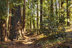In the Redwood Forest, Take 1 – Pfeiffer Big Sur State Park, Monterey County, California