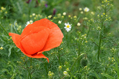 Rouge sur fond vert