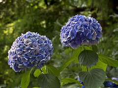 Hydrangeas from record