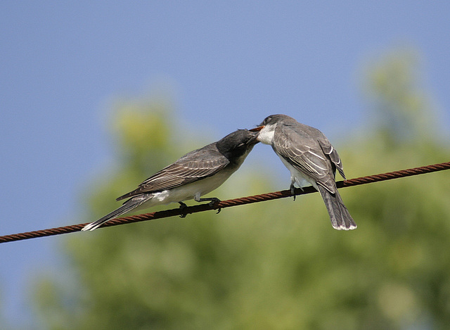 eastern kingbird / tyran tritri