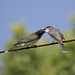 eastern kingbird / tyran tritri
