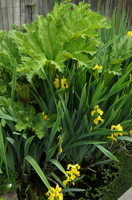 Yellow Flag and Gunnera