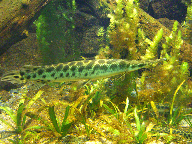 179 Kaimanfische (Lepisosteus oculatus) sind arge Räuber
