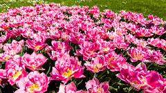 160414 Morges parc tulipes 6