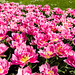 160414 Morges parc tulipes 6