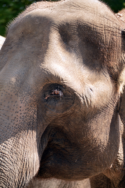 Auch für Elefanten gilt: die Gedanken sind frei