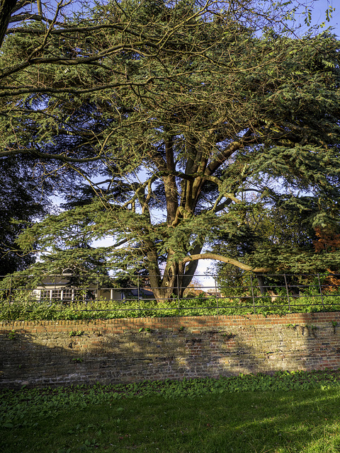 Fenced off Yew Tree for a Happy Friday Fence