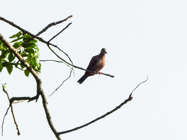 Gray-fronted Dove, Pale-vented Pigeon, Scaled Pigeon? Trinidad