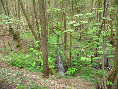 Stream in Himley Plantation on its way to join Smestow Brook near Hinksford
