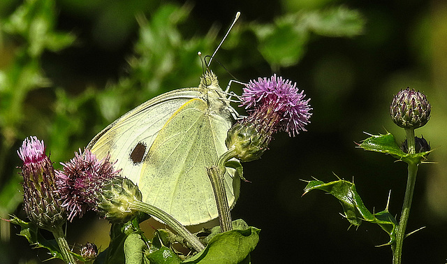 20180628 4071CPw [D~LIP] Kohlweißling, Acker-Kratzdistel (Cirsium arvense), UWZ, Bad Salzuflen