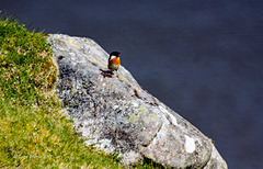 Bird on a Rock.