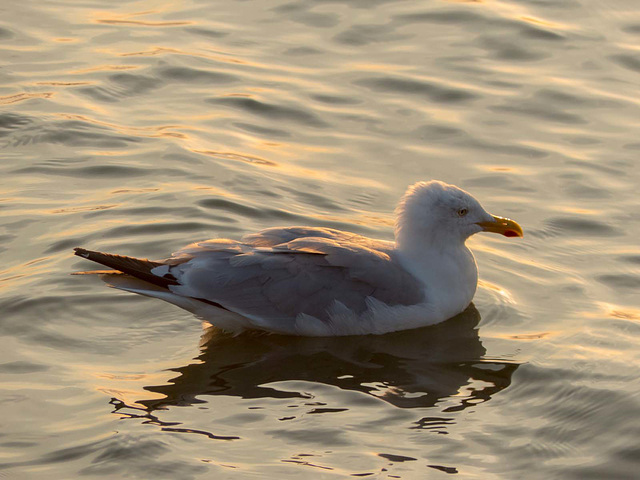 Gull 1