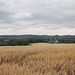 Blick von der Obernbaakstraße ins Hattinger Ruhrtal (Bochum-Sundern) / 14.07.2019