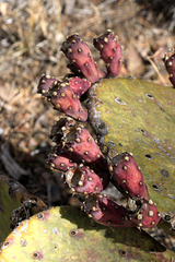 Prickly Pear Fruits