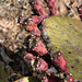 Prickly Pear Fruits