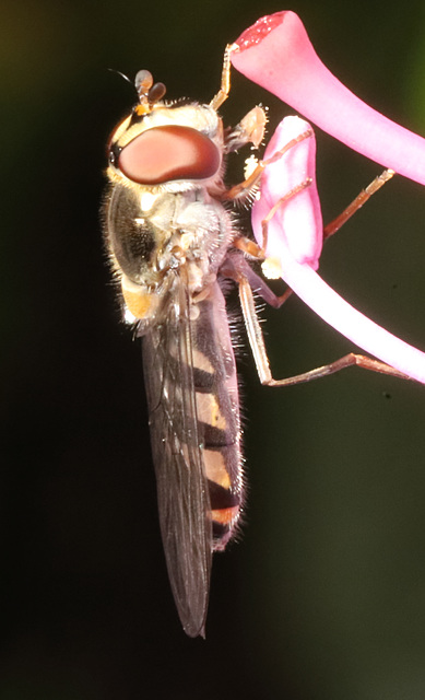 HoverflyIMG 3376