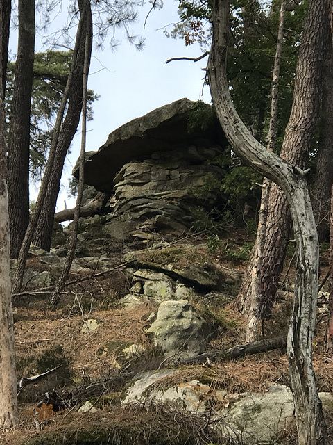 Sortie en forêt de Fontainebleau