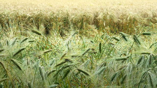 Barley Field