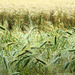 Barley Field