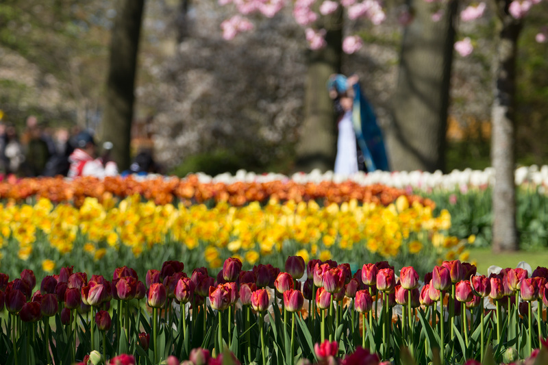 Keukenhof DSC09241