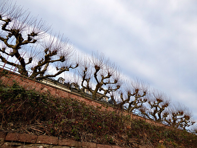 Platanenpromenade